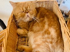 -猫友咖啡店(玉林西路店)
