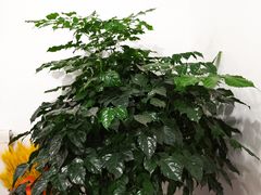 -鲸励母婴月嫂(望京店)