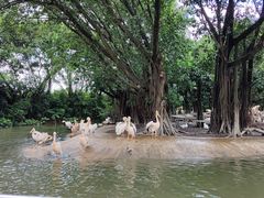 -广州长隆飞鸟乐园