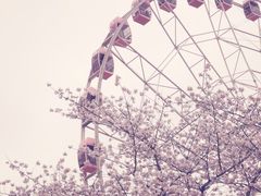 -顾村公园