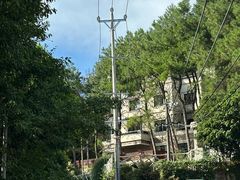 -铁山坪森林公园