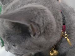 -艾贝尔宠物医院·24H转诊中心·肿瘤猫专科(江宁双龙店)