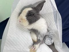 -北京观赏动物医院·24小时大型综合·猫专科·异宠专科