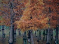 -白鹭湾湿地公园