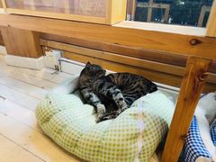 -猫的天空之城概念书店(丽江古城饮玉巷店)
