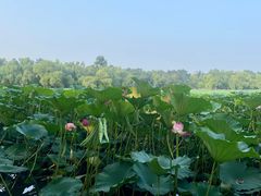 -长春市南湖公园