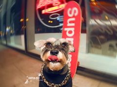-超宠爱宠物摄影-Super pet