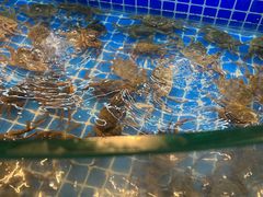水产区-星伦多自助料理·涮烤一体(虹悦城店)