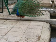 -横道河子东北虎林园