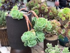 -秦美花卉(天朗·莱茵小城2期店)