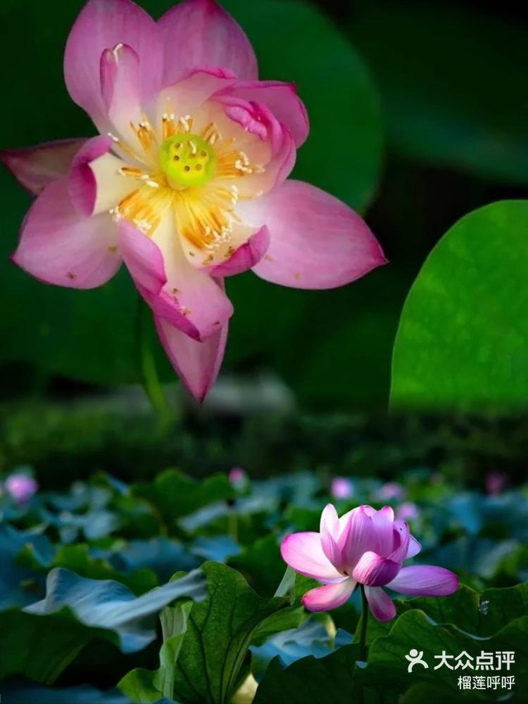 荷颜月色2024瘦西湖荷花展来喽70