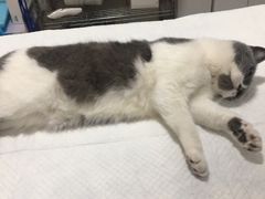 -灵美宠物诊所