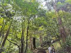 -天目山大树王景区