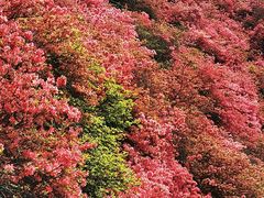 -木兰云雾山