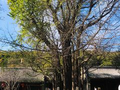 -潭柘寺景区