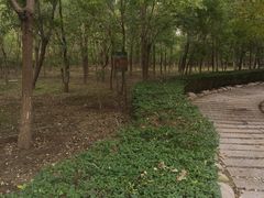 -塘沽森林公园