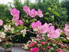 -深圳市中科院仙湖植物园