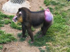 -大连森林动物园