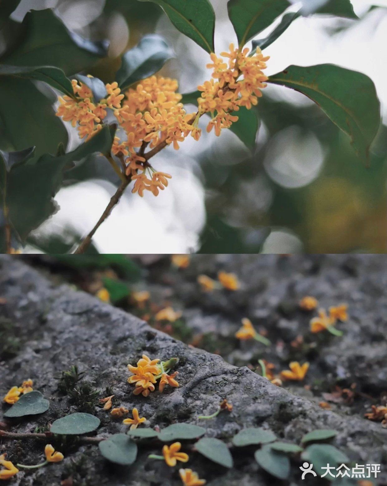 🔥杭州桂花开了，8个赏花圣地，错过后悔
