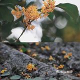 🔥杭州桂花开了，8个赏花圣地，错过后悔