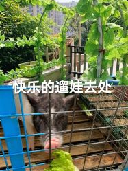 -可可天空农场(中大店)