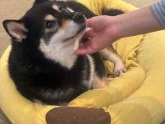 -逗柴咖啡屋·狗咖猫咖宠物桌游