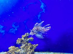 -芜湖新华联大白鲸海洋公园