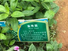 -光明农场大观园
