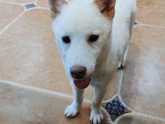 -柯斗斗主题餐厅·狗咖·围炉煮茶·茶饮(国瑞升平里店)