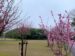 -上海滨江森林公园