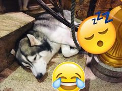 -more than meow吴止猫主题餐厅(承德 中船汇店)