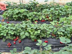 -小鱼草莓采摘园农家乐·小鱼餐厅