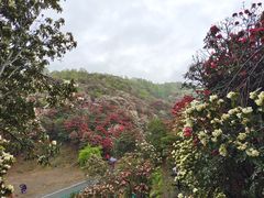 -贵州百里杜鹃风景名胜区