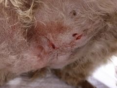 -北京恒爱动物医院(清景园分院)