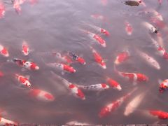-鹅湖玫瑰文化园