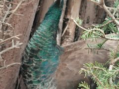 -青藏高原野生动物园