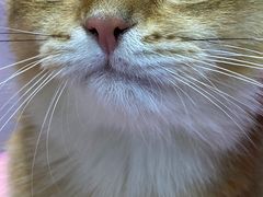-FAELING PETS美天灵宠物(富力广场店)