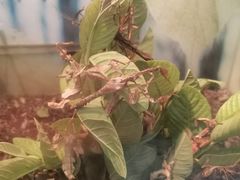 -上海大自然野生昆虫馆(东方明珠·爬宠昆虫探索中心)