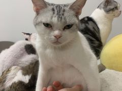 -有喵·猫咖·狗咖·30几只猫10只小狗(岗厦店)