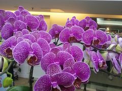 -比格比萨自助(国展店)