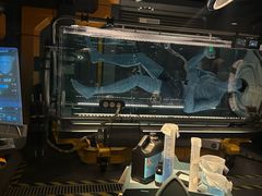 -奥兰多迪士尼动物王国乐园