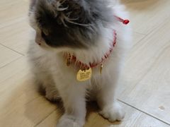 -小猫来了·猫舍(红山六九七九店)