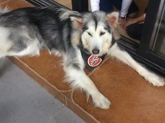 -李小姐の猫咖啡馆(五角场店)