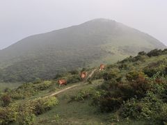 -大姆山草场