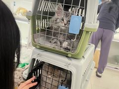 -lincat·猫舍(广州店)