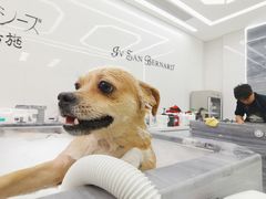 -柚子宠物(伊珊娜调理店)