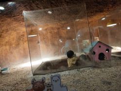 点击看大图 -酷嗒动物文化乐园(cutezoo西溪乐天城店)