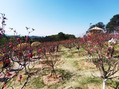 -广州莲花山旅游区