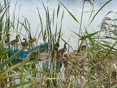 -野鸭湖国家湿地公园