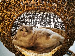-飞行喵MR PILOT|猫舍·猫咖(静安大融城店)